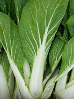 Chinese Cabbage
