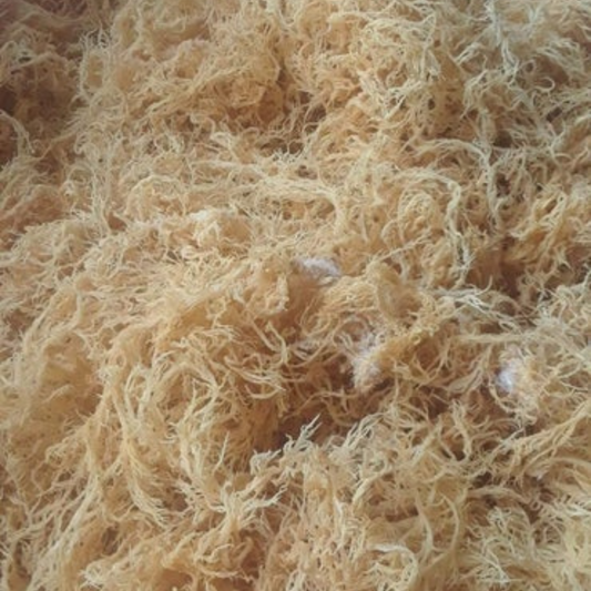 Gold Seamoss - Bulk / Wholesale